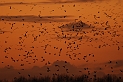 Black-headed gulls at sunset - B